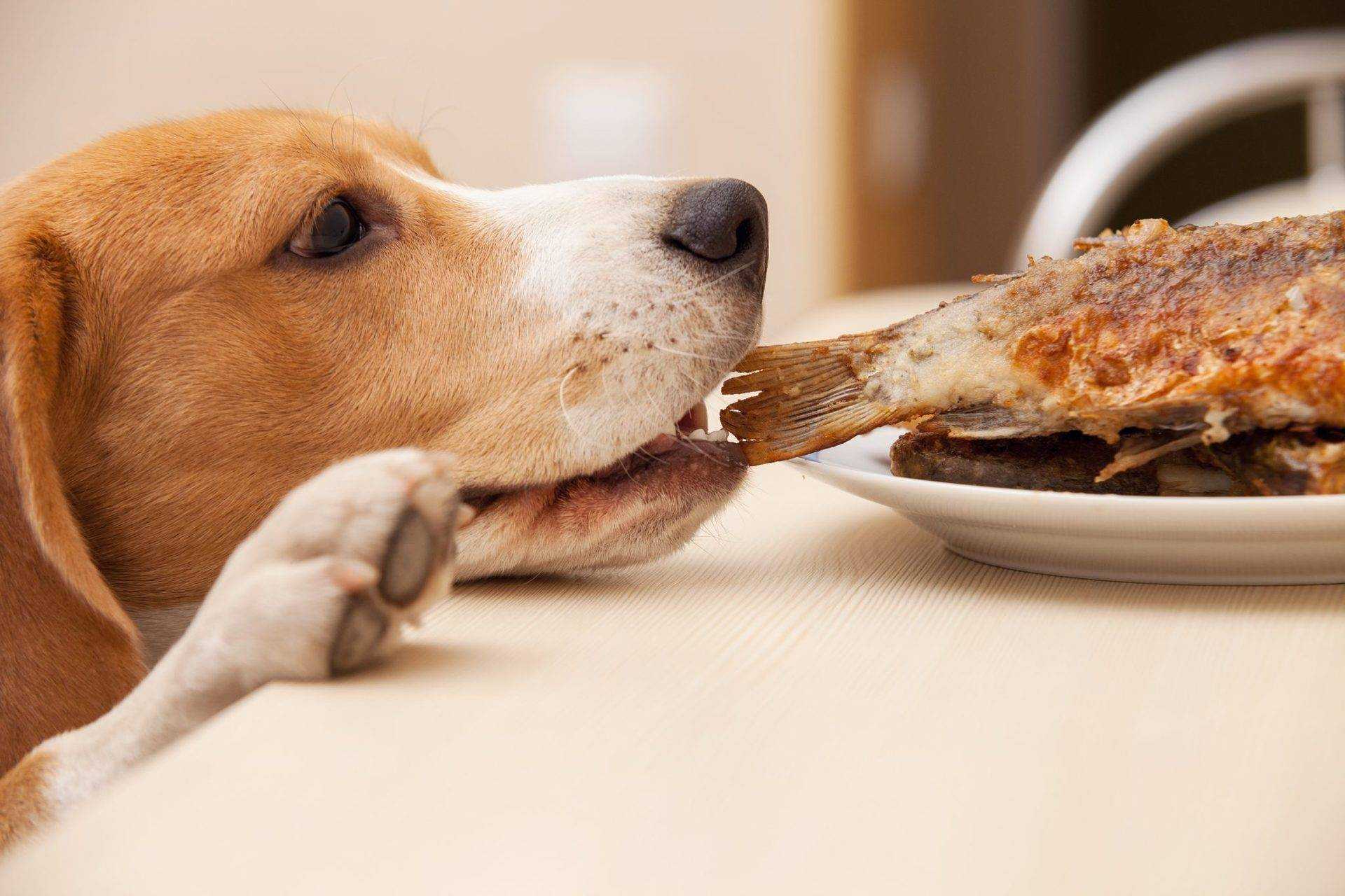Чем нельзя кормить собаку: запрещенные и опасные продукты