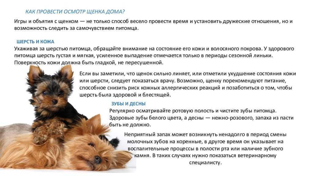 ᐉ когда можно подкармливать щенков йорка и чем? - zoomanji.ru