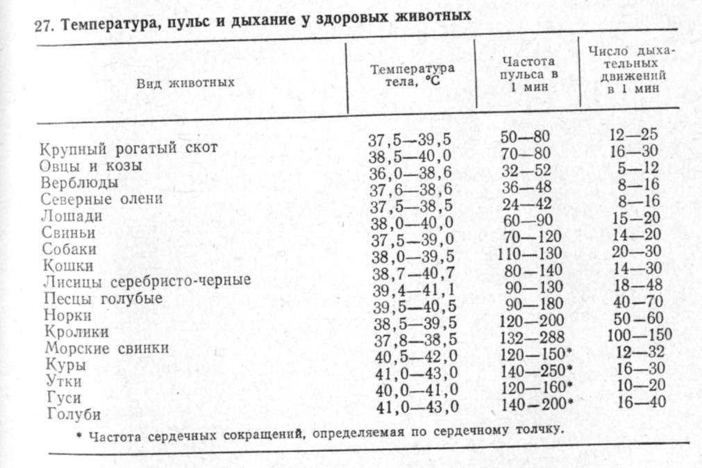 Редкий пульс — что может вызвать данный симптом