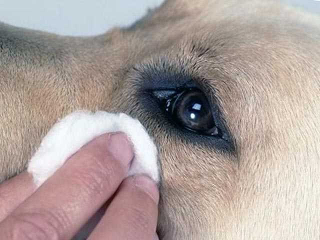 Почему у собаки гноятся глаза