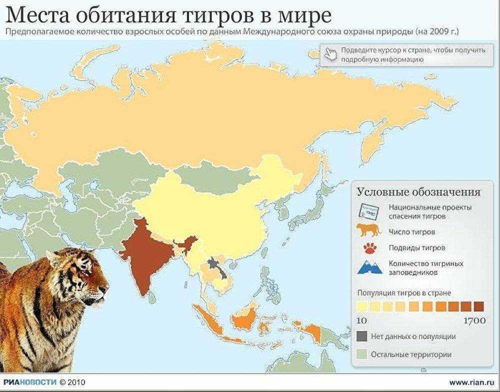 Анатолийская кошка: фото, описание породы, уход, характер и поведение