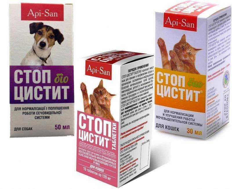 Профилактика и лечение цистита у собак