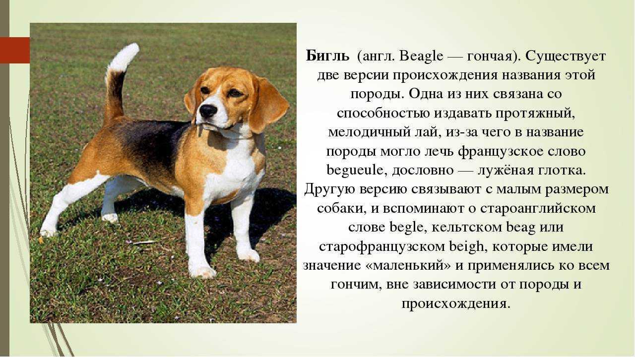 Какая цена бигля и что влияет на стоимость Любители домашних питомцев стремятся завести этих щенков, из-за их выгодной стоимости Цена бигля варьируется