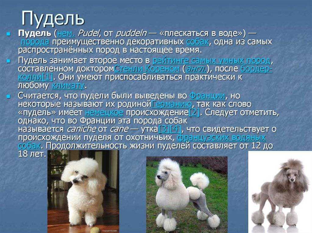 Карликовый пудель: происхождение, типичные болезни, характер, уход | блог ветклиники "беланта"