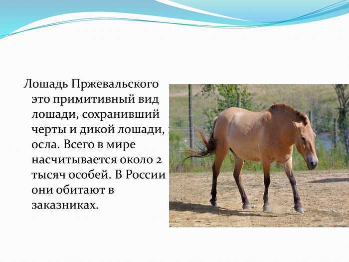 Николай пржевальский и его лошадь - совсем другой город