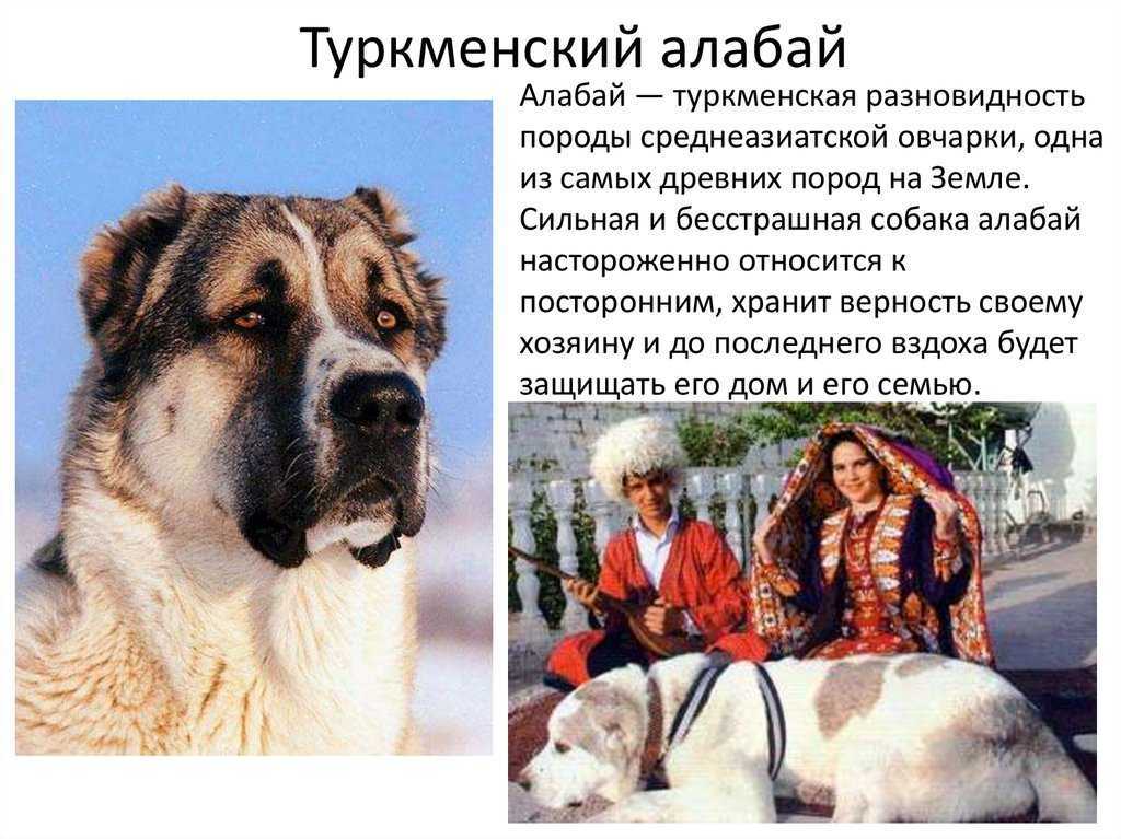 Алабай (среднеазиатская овчарка): характеристика породы, описание, уход и содержание, чем кормить, стандарты, плюсы и минусы - zoosecrets