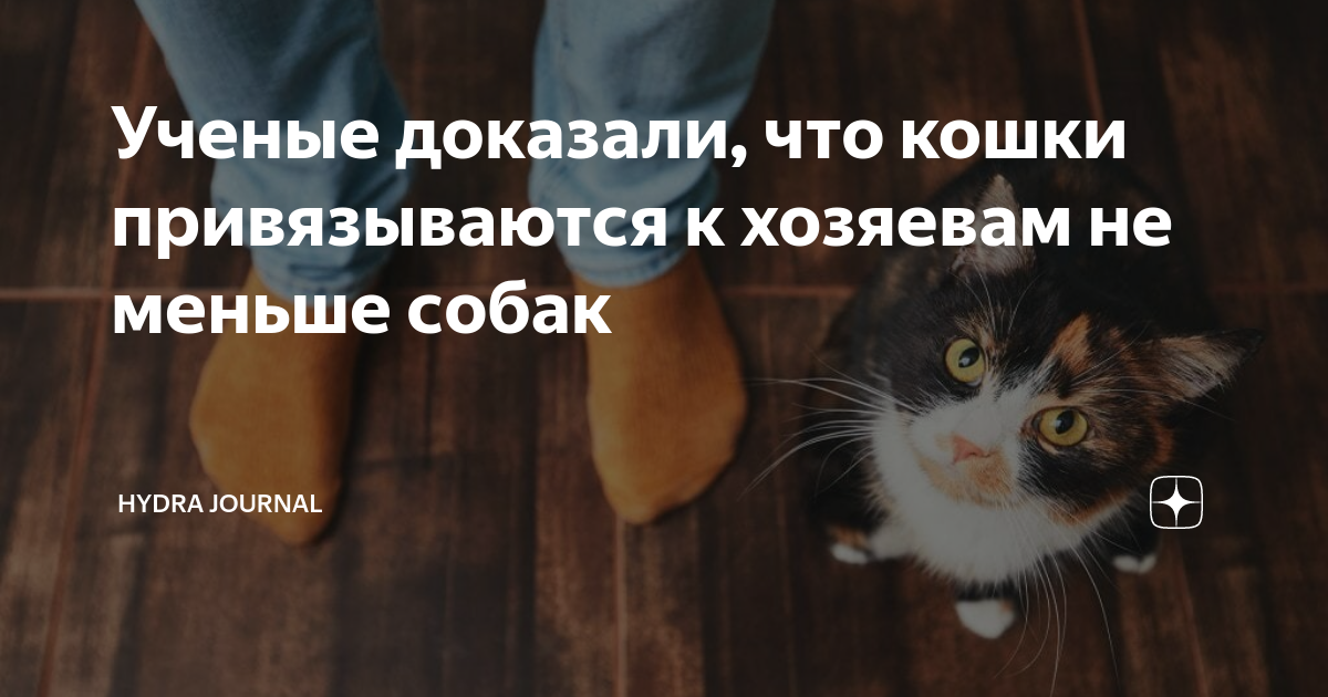 Любят ли кошки своих хозяев? как понять, что кот любит?
