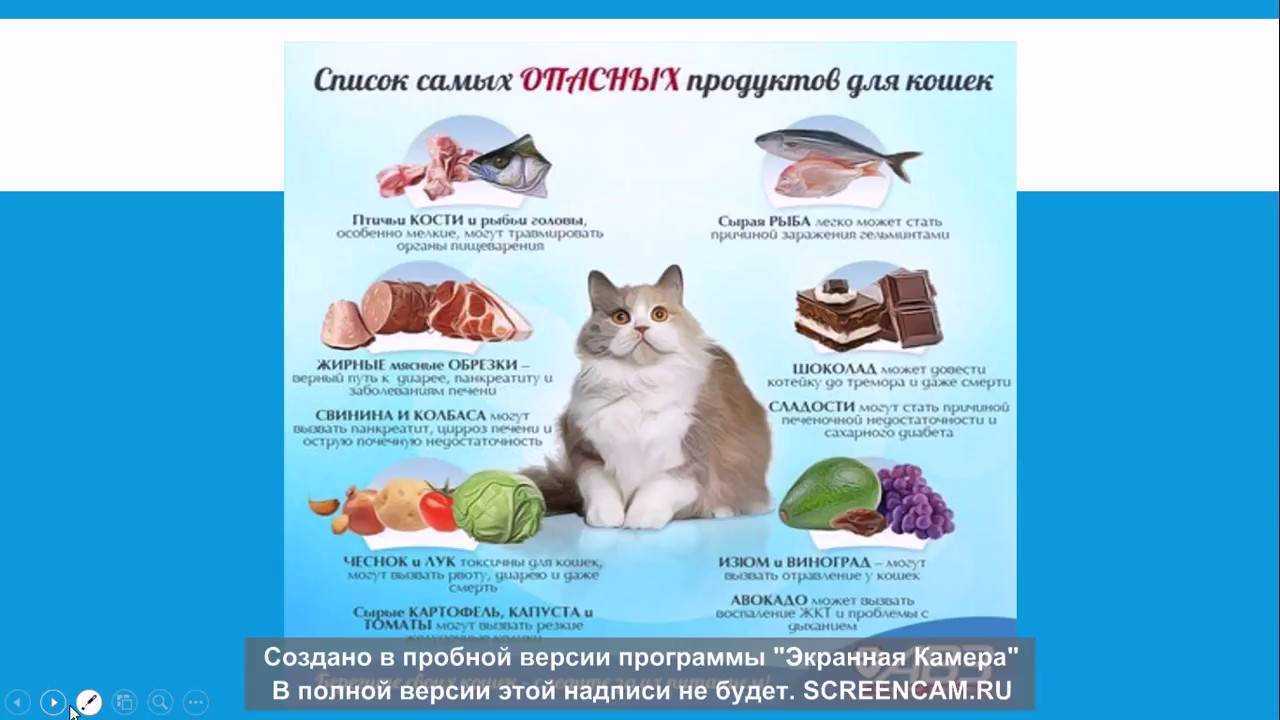 Можно ли кормить кошку свининой: мнения врачей, заводчиков и экспертов