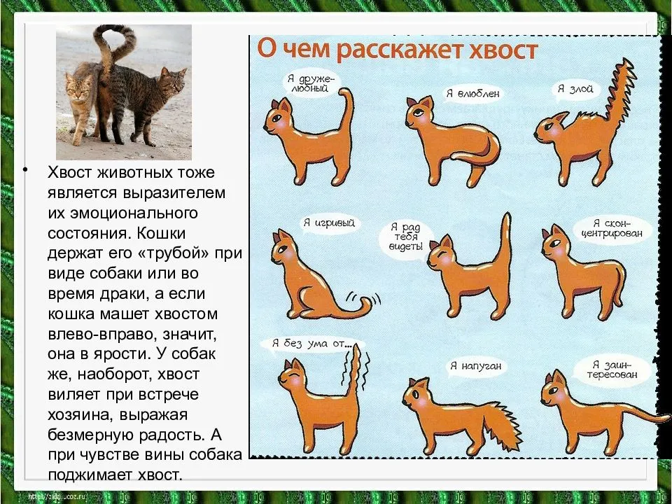 Затрудненное мочеиспускание у женщин без боли - причины и лечение | медцентрсервис