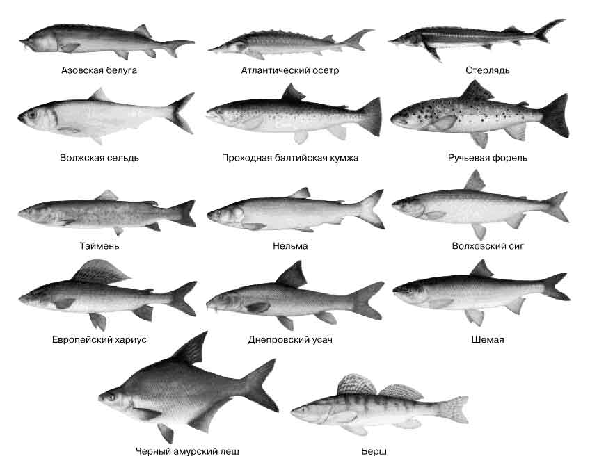 Хищные рыбы морей и океанов – фото, названия и описания