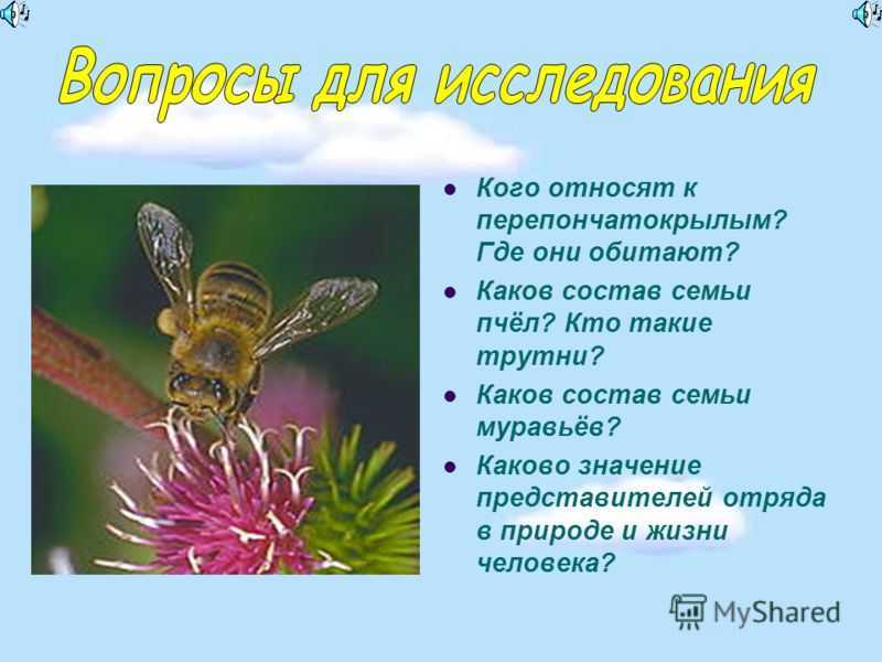 Реакции на ужаления насекомых