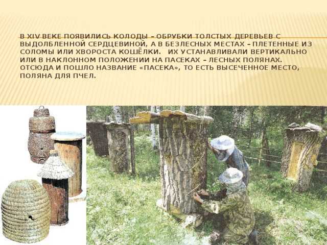 Человек и пчела: как пётр прокопович построил самую большую пасеку в мире — секрет фирмы