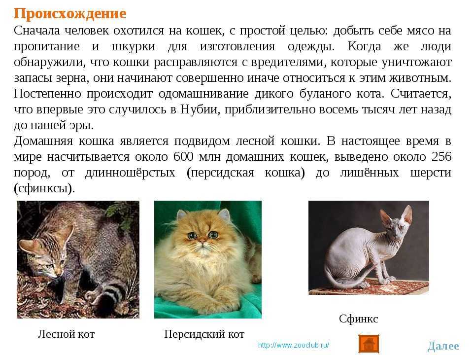 Происхождение кошек. древние и современные кошки