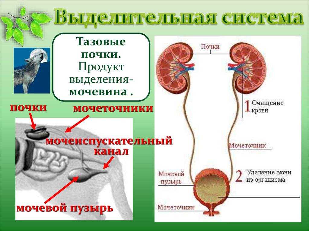 Потеют ли кошки и коты: как работает система потоотделения у котят и взрослых животных, может ли у питомцев выступить пот и в каких местах