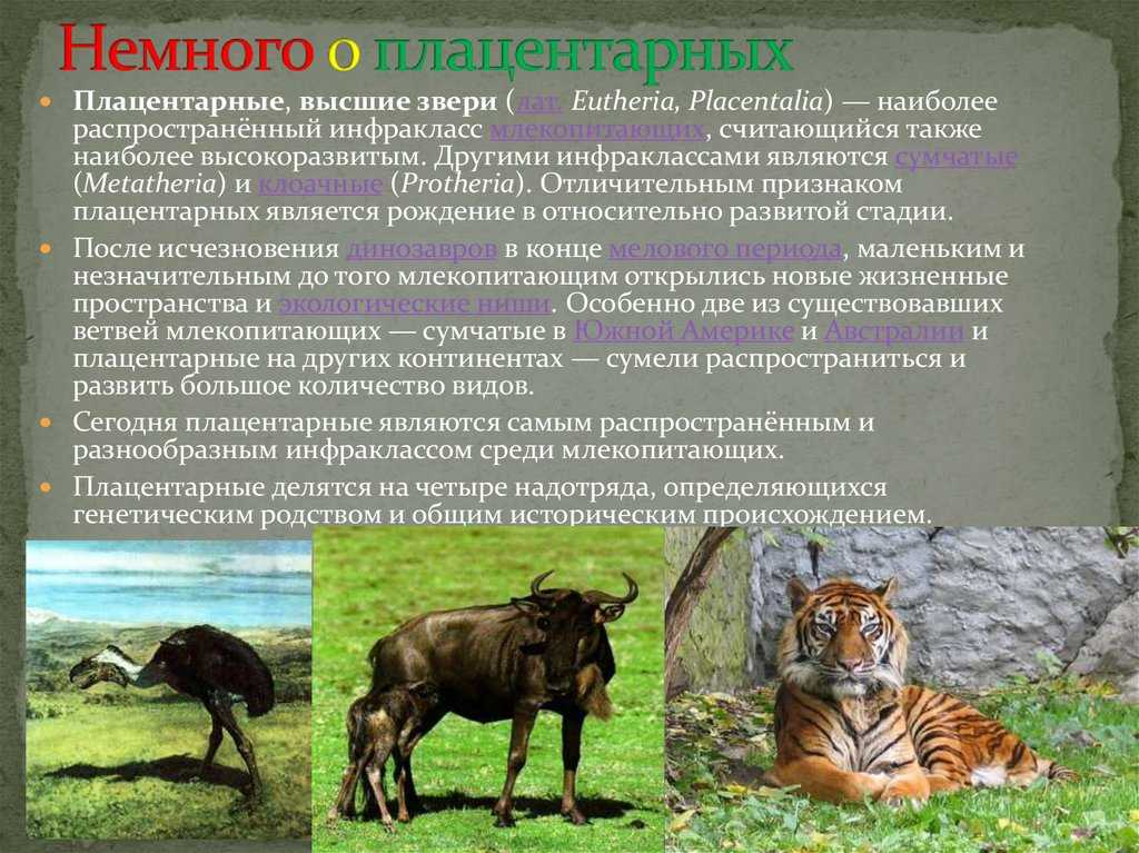 Общая характеристика млекопитающих