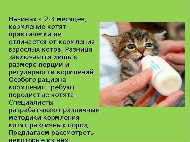 Можно ли кормить кошку только сухим кормом: как правильно