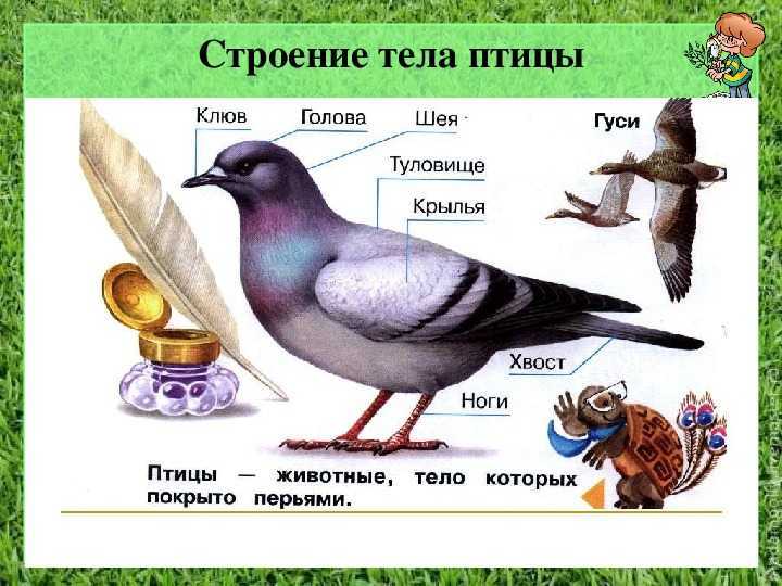 Птицы и их клювы | творческая работа учащегося по окружающему миру (2 класс) по теме: