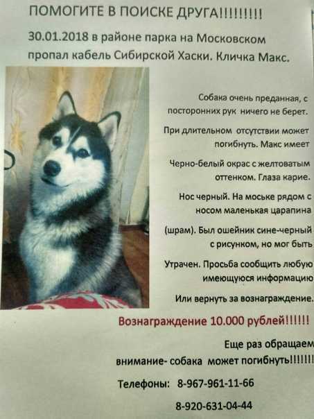Как назвать собаку: 200 собачьих кличек со значением » notagram.ru