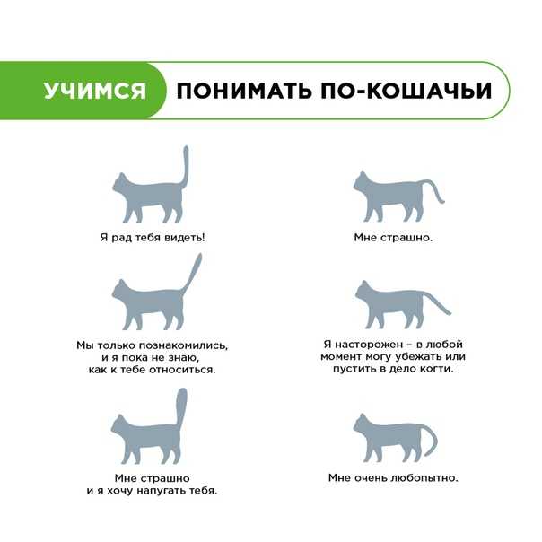 Кошачий язык — переводчик мимики, жестов, поз, словарь звуков. перевод с человеческого на кошачий язык | жл