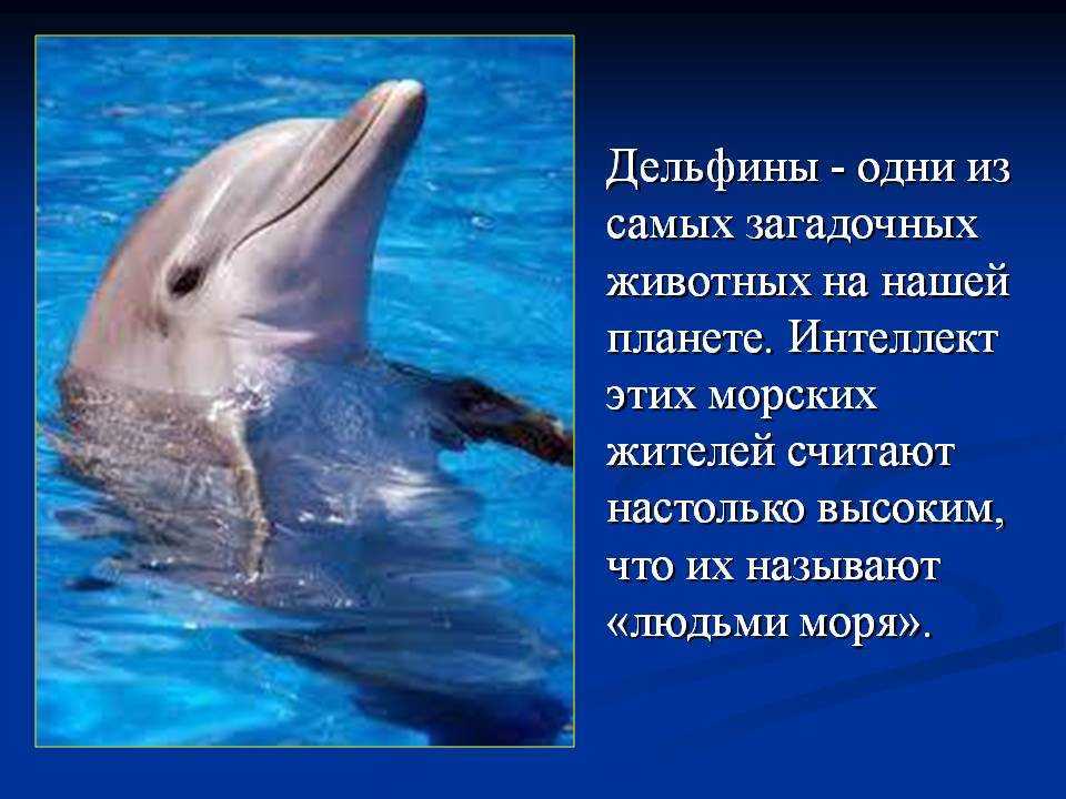 Дельфины это маленькие киты: правда или ложь?