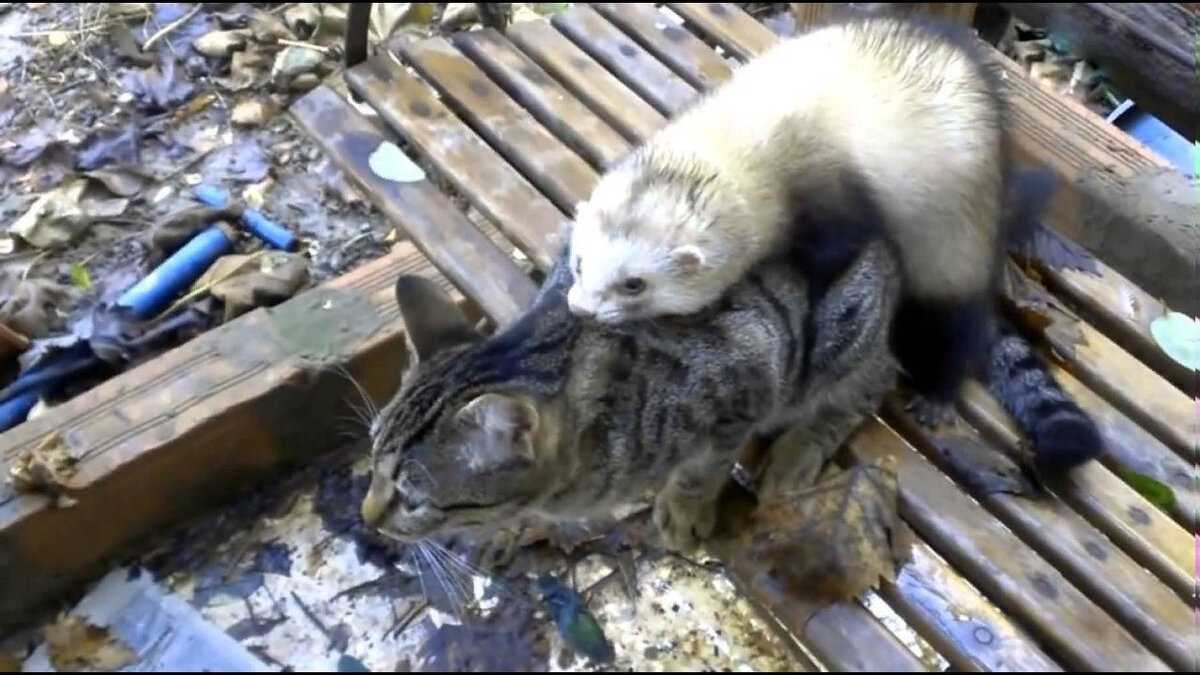 Аллергия на белок коровьего молока