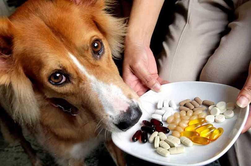 Соль в рационе собаки: нужно ли солить еду собакам при готовке, мнение ветеринаров