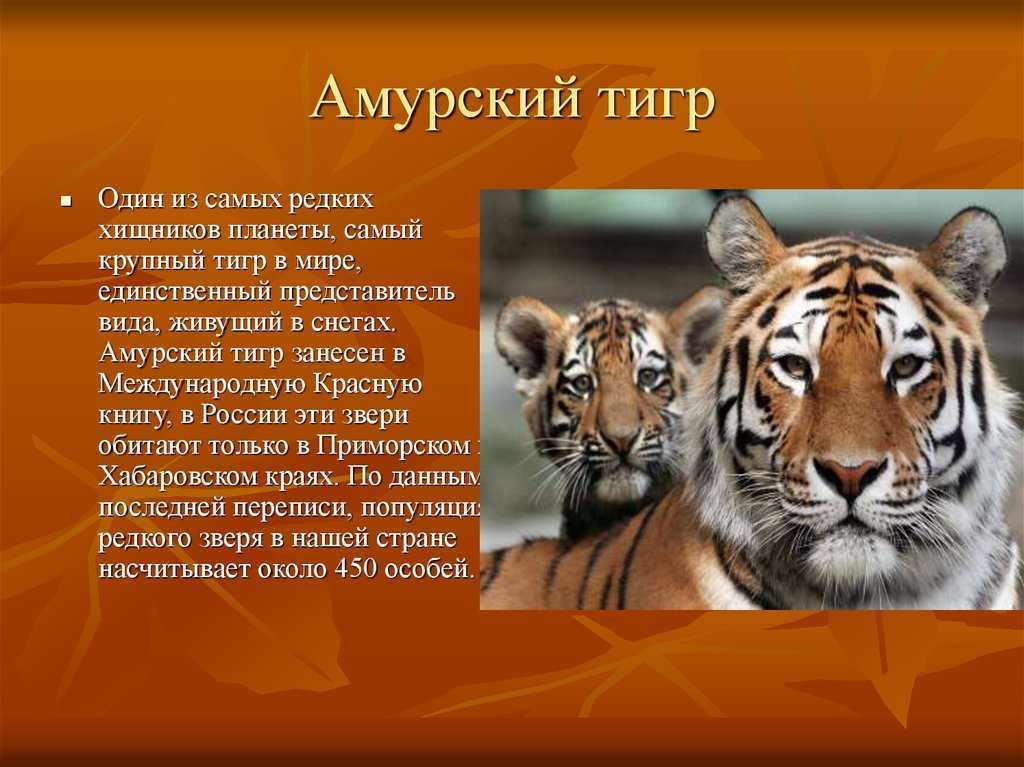 Отряд хищные (carnivora). животный мир дагестана