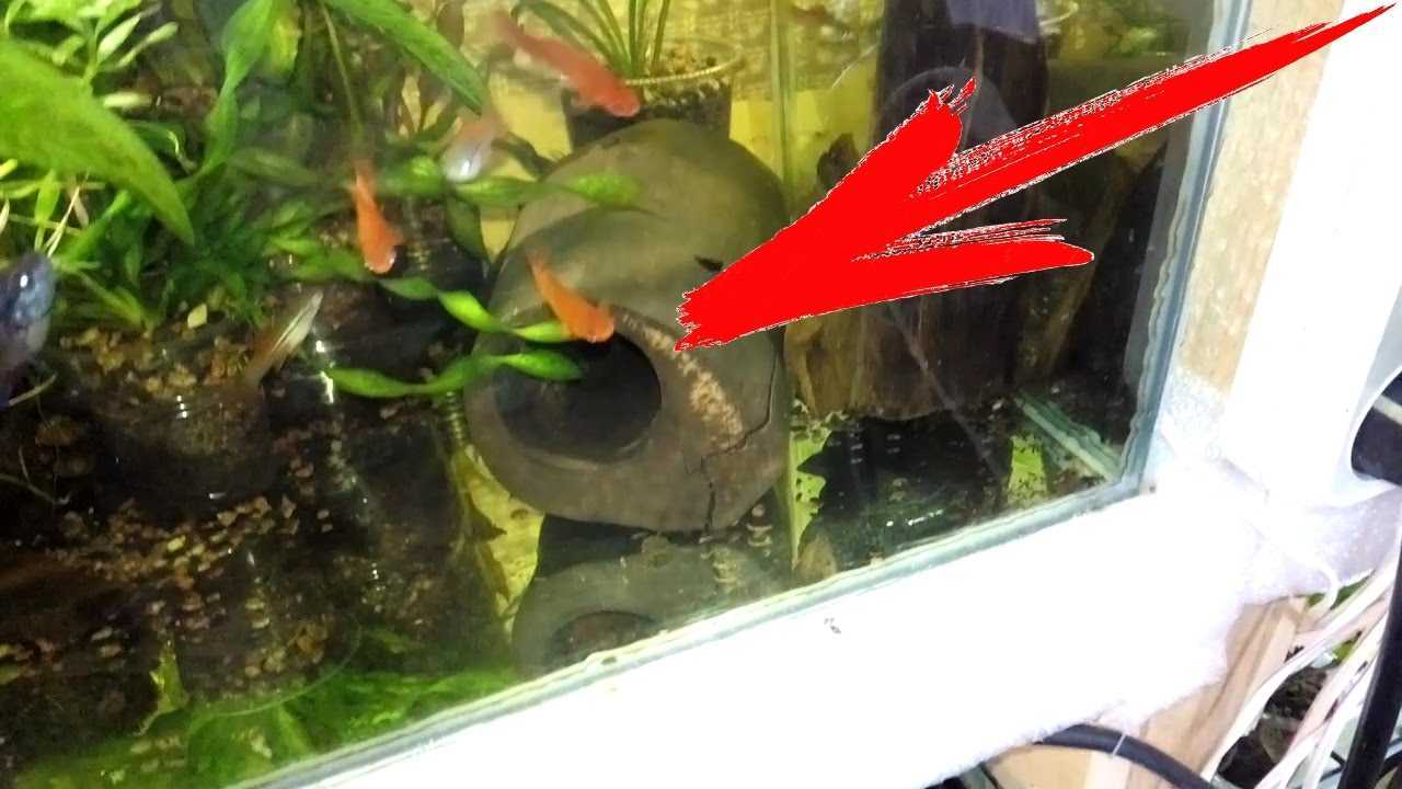 Сомик анциструс может сам чистить аквариум?