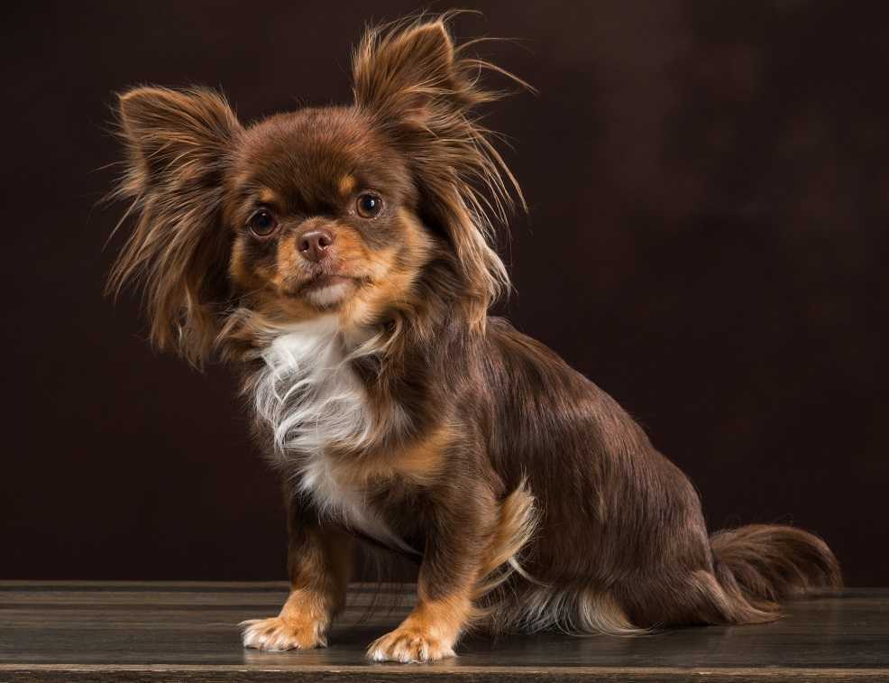 Маленькие породы собак: топ-20 с описанием и фото | dogkind.ru