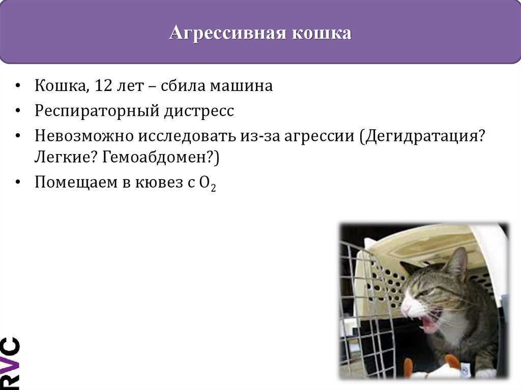 Узнайте больше о том почему кошка шипит на человека ТОП-6 причин