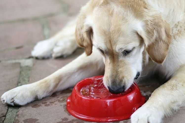 Сколько воды нужно в день собаке?