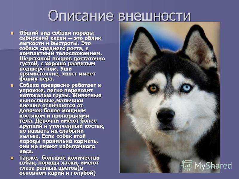 Содержание и уход за хаски в квартире: правильные советы
