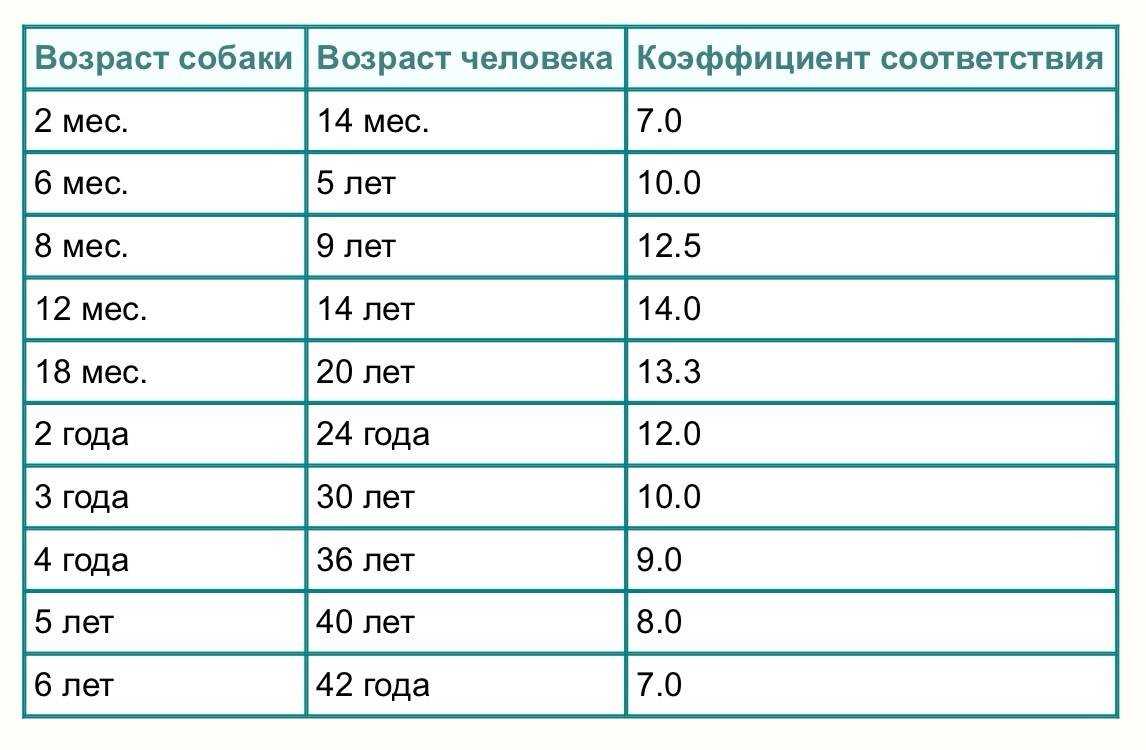 Сколько лет живут чихуахуа - продолжительность жизни собак и как ее увеличить.