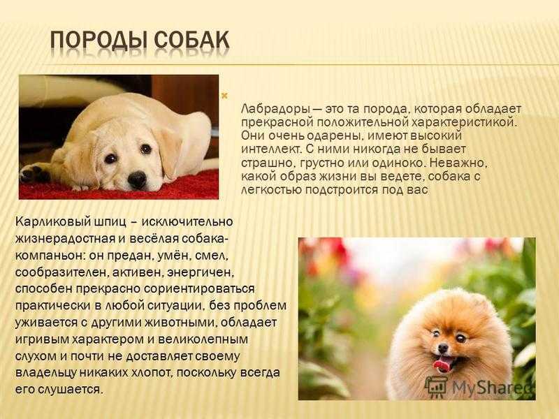 Особенности вязки собак породы лабрадор ретривер