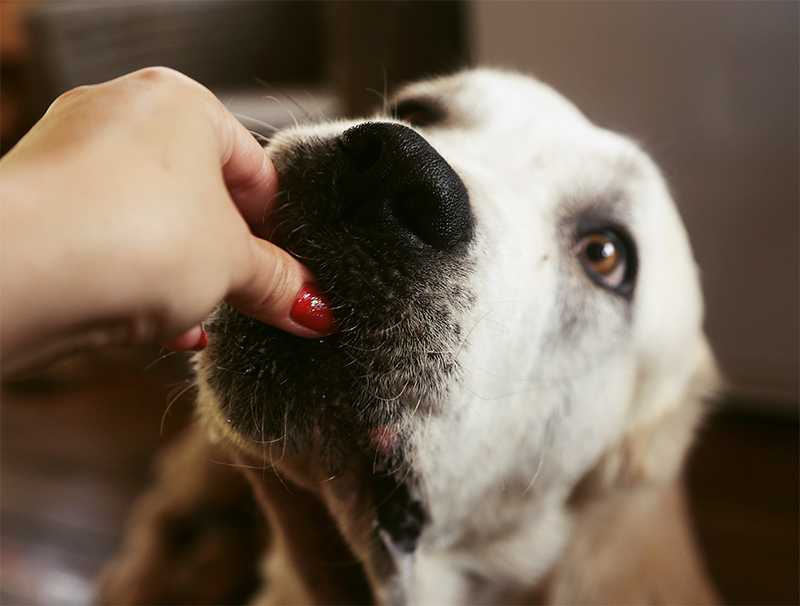 Анемия у собак - симптомы, причины, лечение и диета