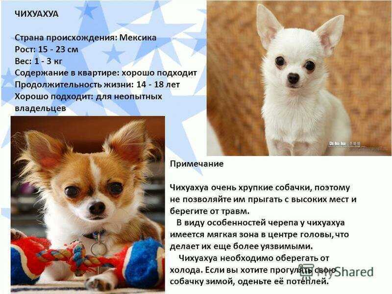 Чихуахуа — стандарты породы, подробное описание и фото