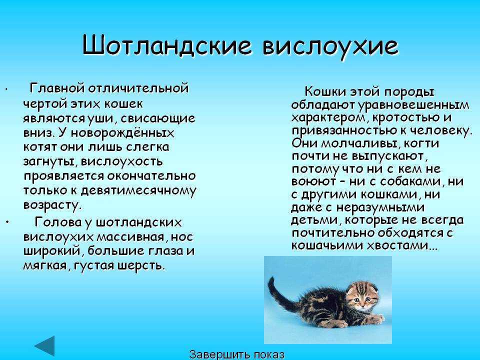 Чем и как кормить британского вислоухого котенка в месяц? (2017)