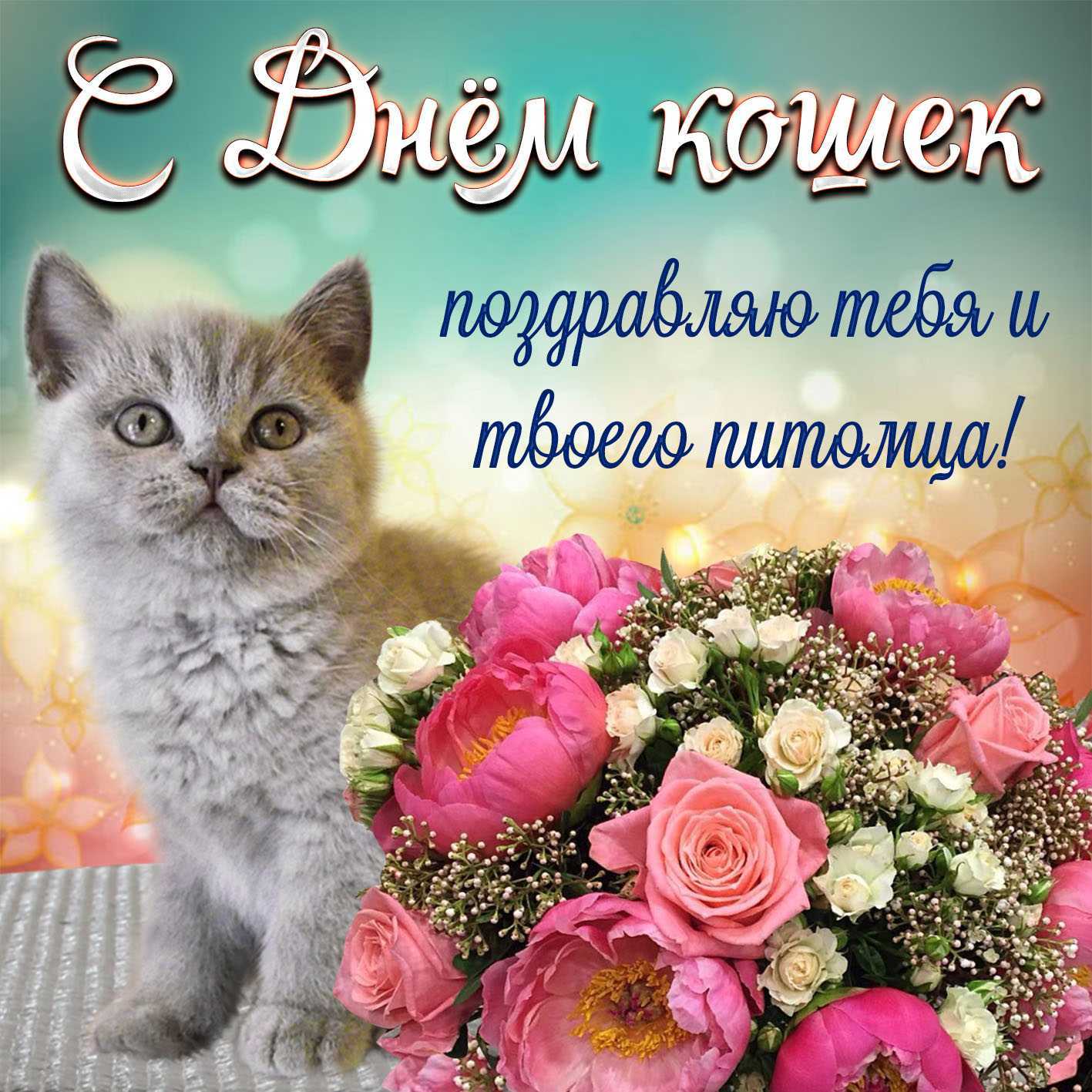 Всемирный день котов и кошек: всё о празднике
