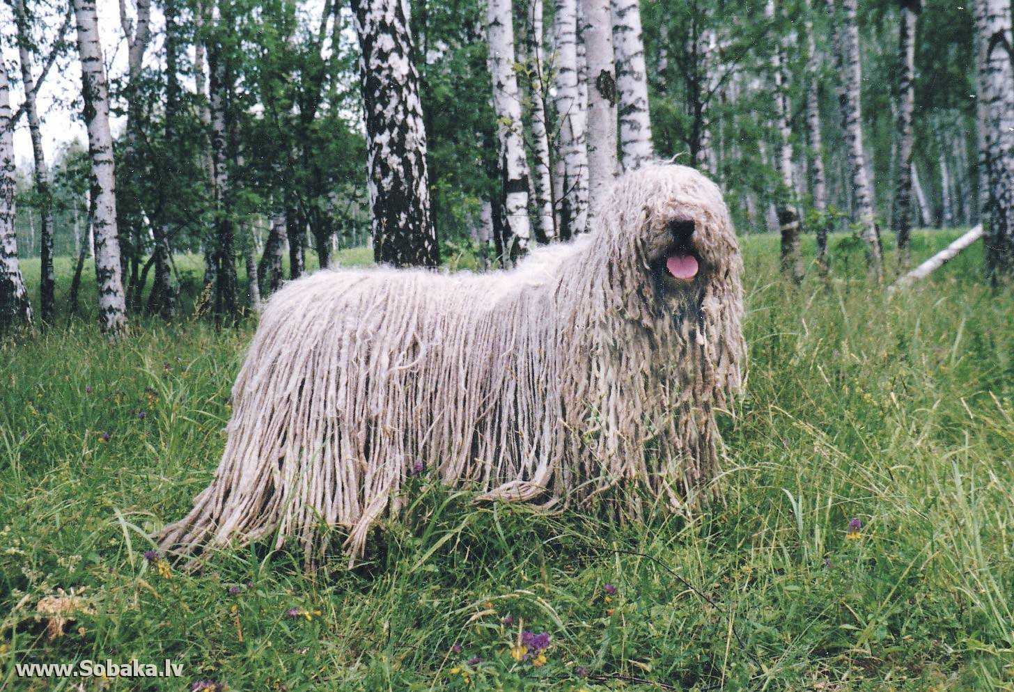 Венгерская овчарка комондор: особенности породы, характера, воспитания