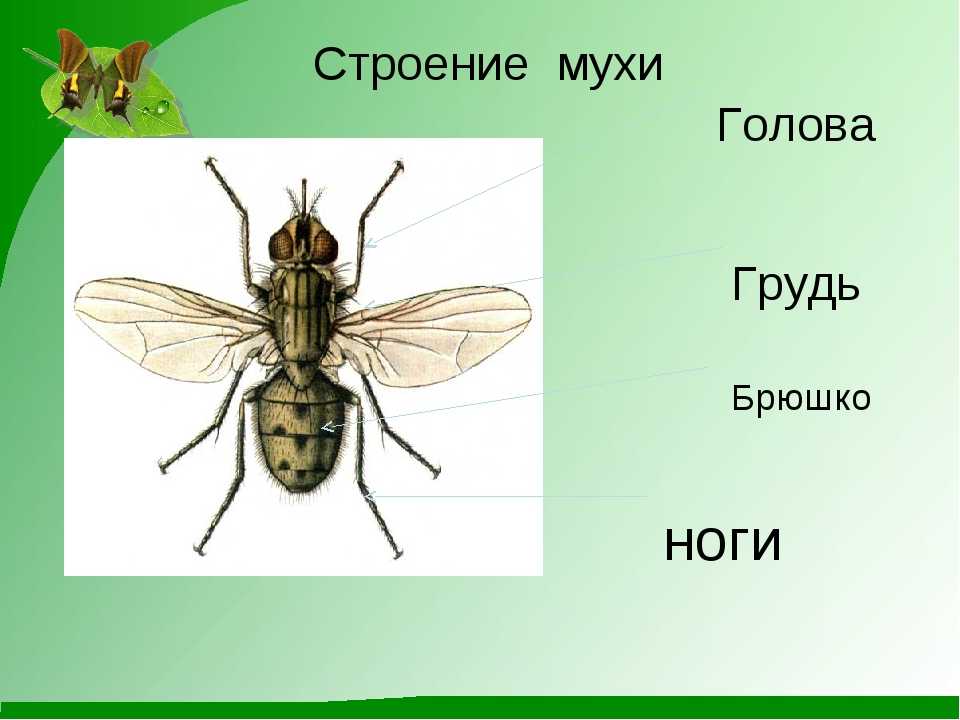 Муха обыкновенная