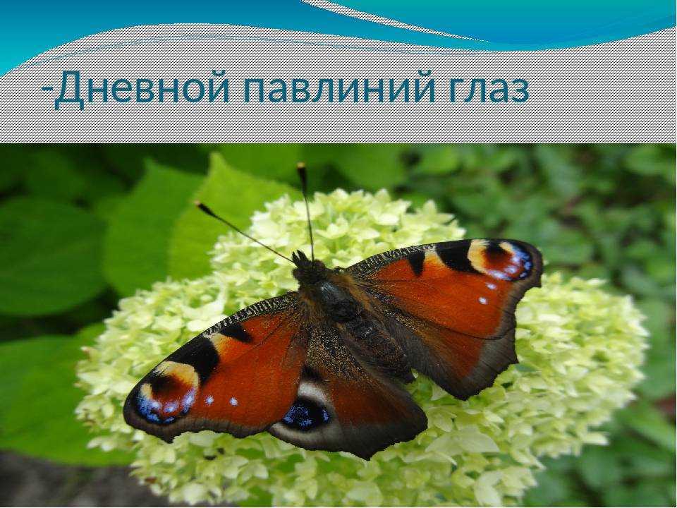 Как звери зимуют в лесу