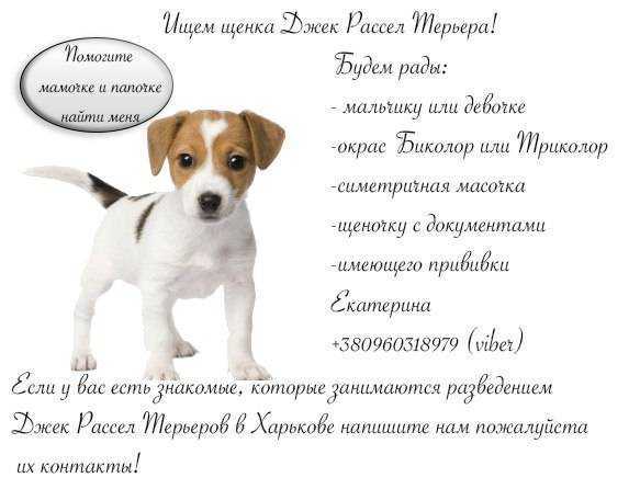 Джек-рассел-терьер: плюсы и минусы породы, отзывы владельцев