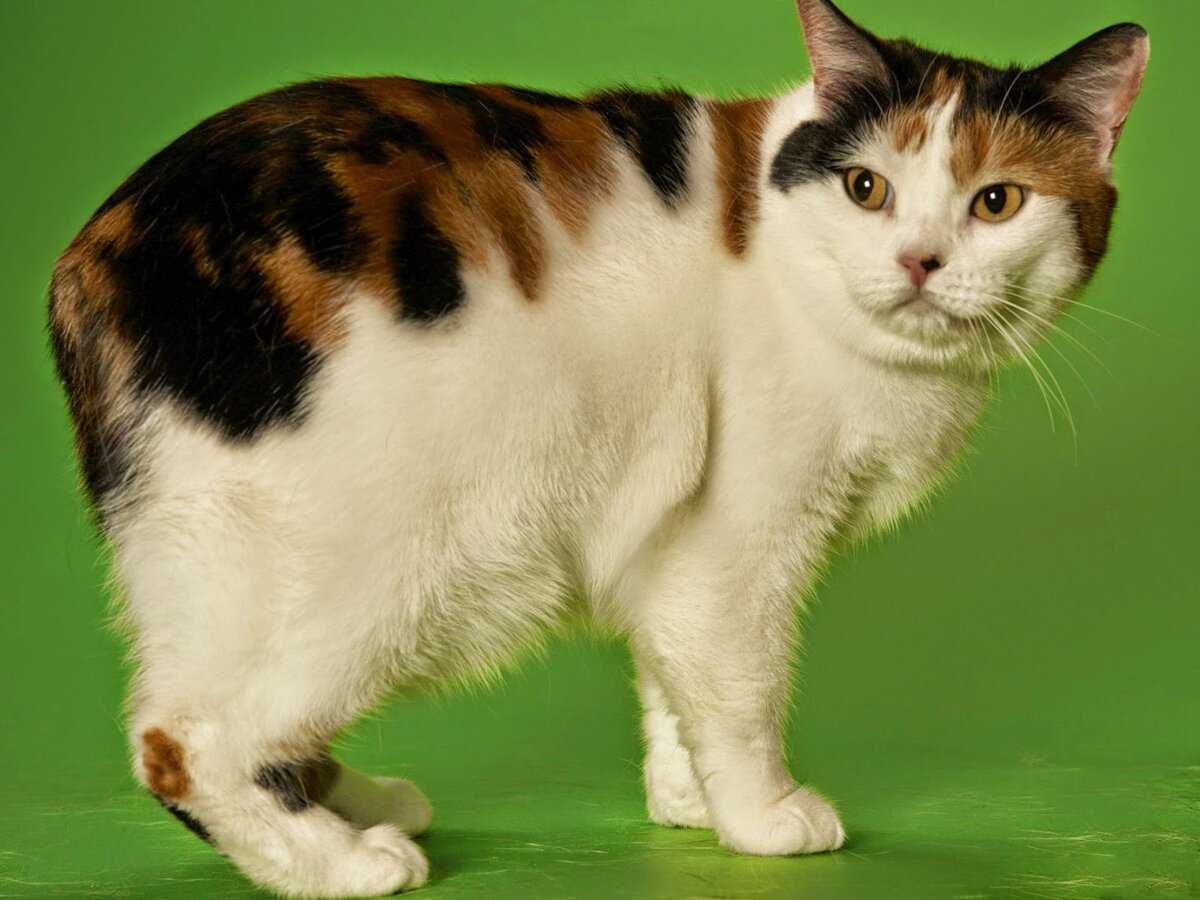 ᐉ мэнкс или мэнская кошка - описание пород котов - ➡ motildazoo.ru