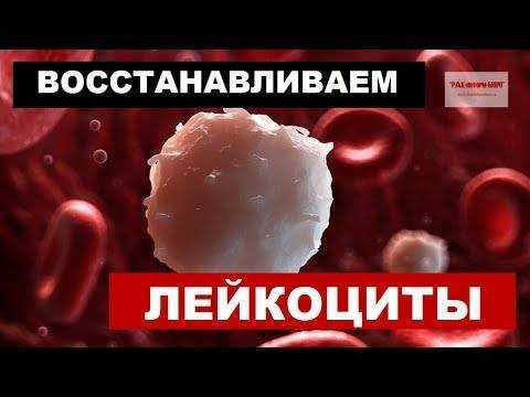 Как быстро поднять количество лейкоцитов после химиотерапии? | клиники «евроонко»