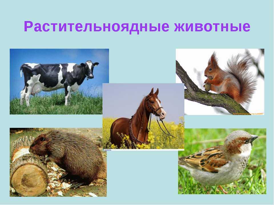 Отряд хищные млекопитающие животные: семейства, представители