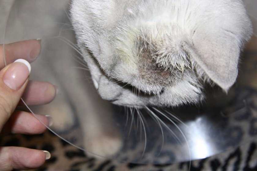 Запах изо рта у кошки: почему из пасти питомца неприятно пахнет и как от этого избавиться?