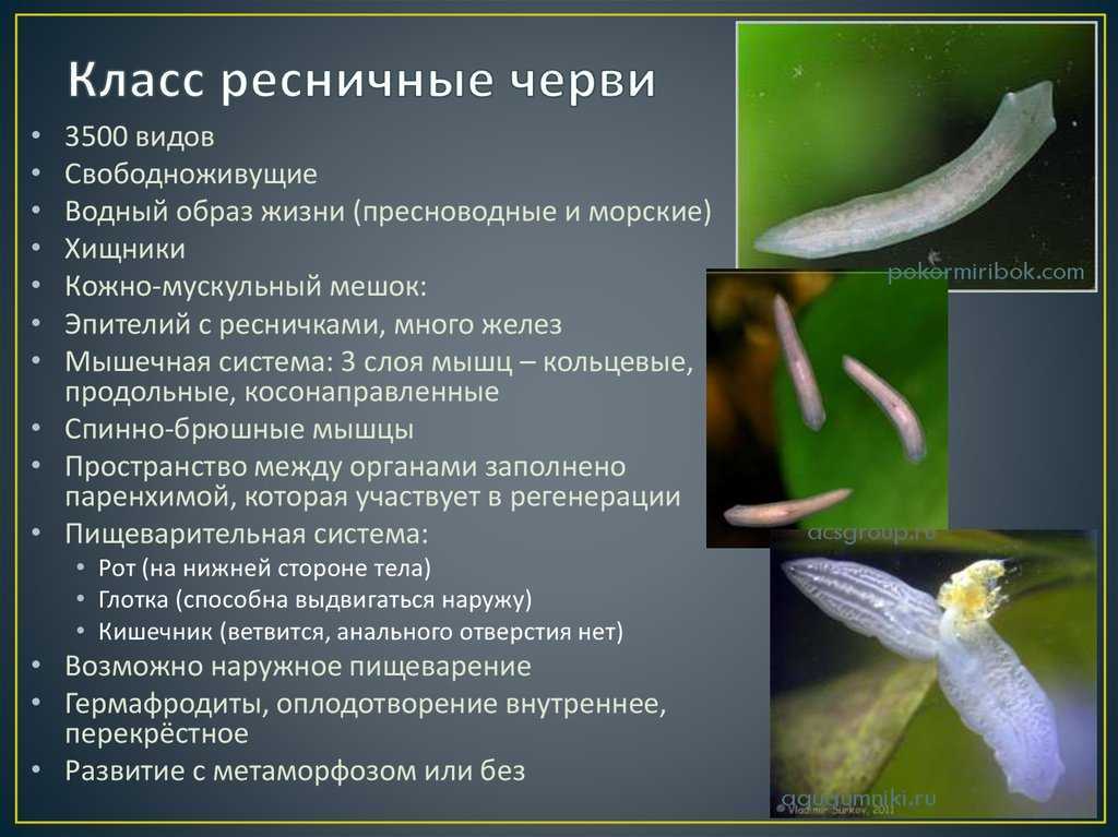 Тип кольчатые черви: характеристика, системы органов, значение червей в природе