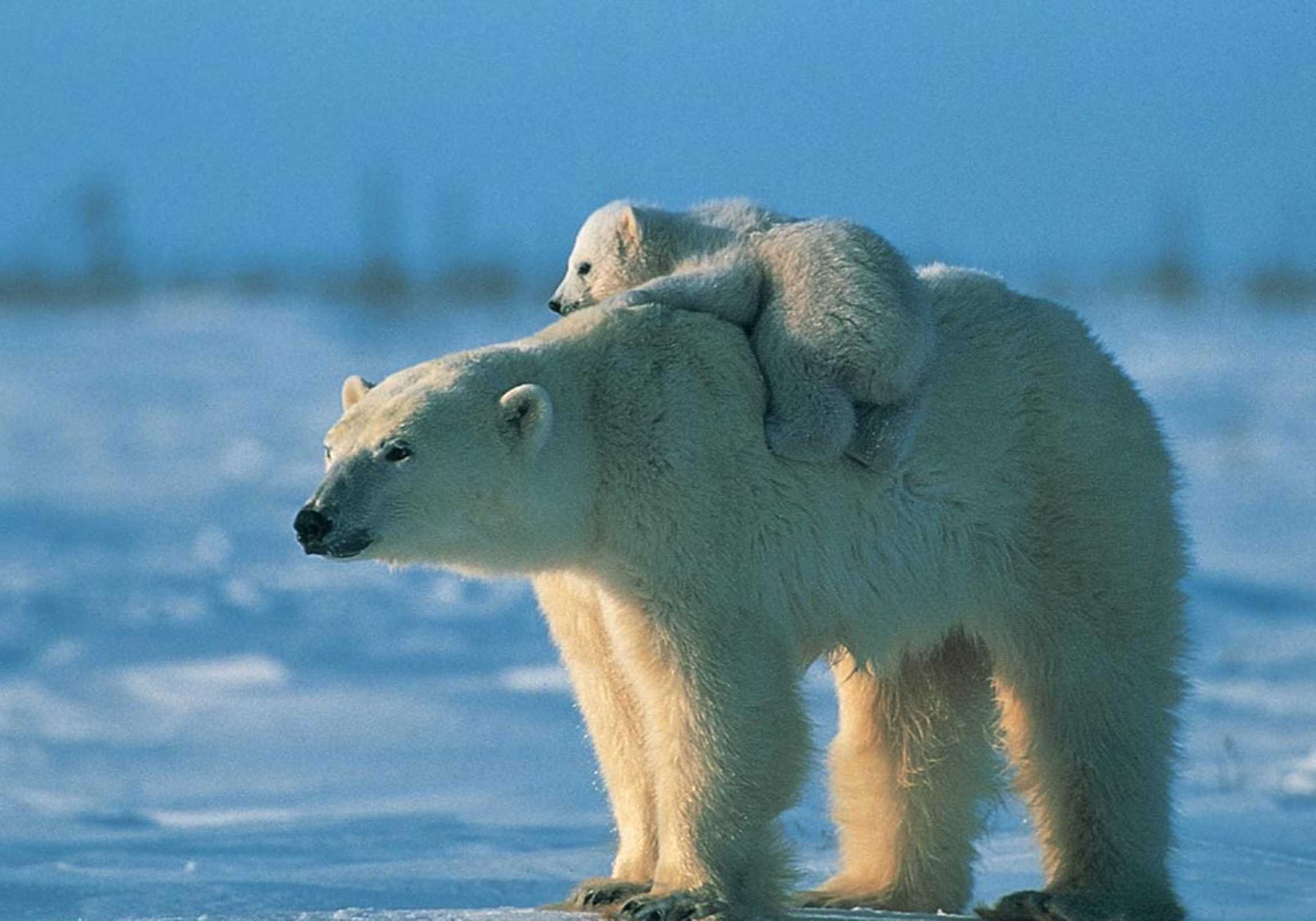Животные севера (арктики)