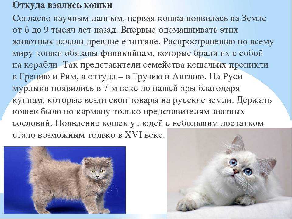Породы кошек. это интересно.