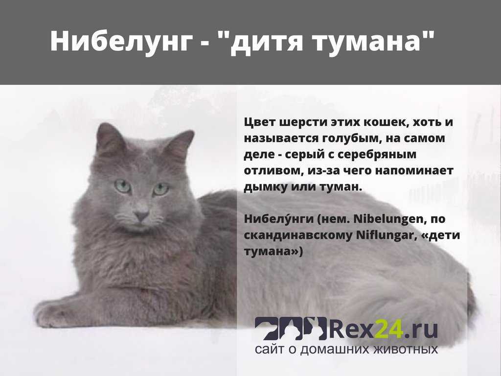 Нибелунг - кошка с особым характером. описание и фото :: syl.ru
